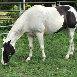 Meet your Posher, Sophia